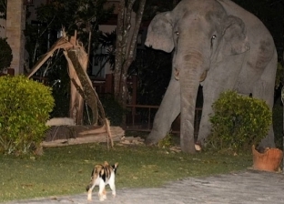 صور.. قطة تمنع فيل من دخول منزل صاحبها: فر هاربا تاركا الطعام