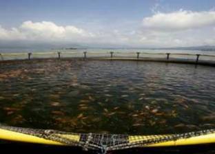 الهيئة العامة للثروة السمكية: نسعى لإنتاج مليوني طن أسماك قريبا