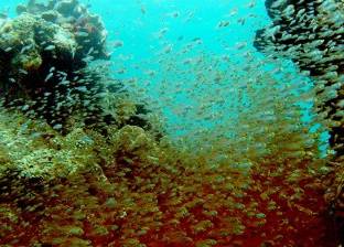علماء المحيطات: الشعاب المرجانية تتمتع بحاسة السمع