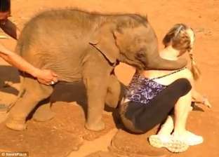 بالفيديو| فيل صغير يمنع سائحة من المغادرة بـ"خفة ظله"