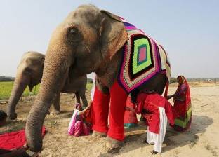 بالصور| متطوعات يصنعن ملابس ملونة لـ"الأفيال" في الهند