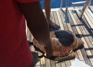 بالصور| محميات البحر الاحمر تعيد سلحفاة نادرة إلى بيئتها