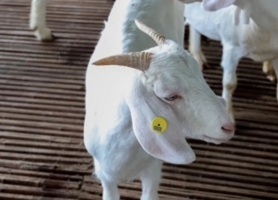 مزرعة صينية تبتكر تقنية التعرف على الوجه لمنع زواج الأقارب بين الماعز