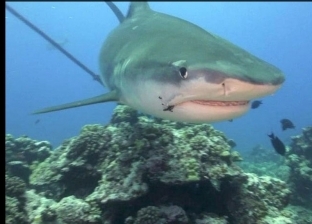 سنوات الألم.. اكتشاف ملايين من أسماك القرش تعيش بخطاطيف صيد في جسدها