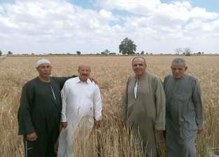 محصول القمح يحقق أعلى معدلات إنتاج في محافظة مطروح وغرب الإسكندرية