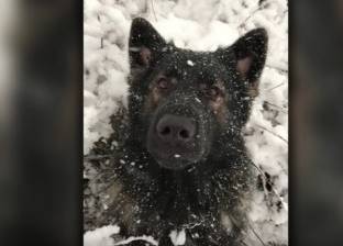 بالفيديو| كلب هيسكى يعشق الثلوج.. "هذا المقطع أكبر دليل"