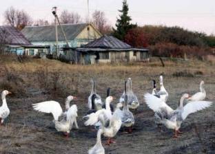 "الصحة الحيوانية": تفشي نوع خطير من إنفلونزا الطيور في روسيا