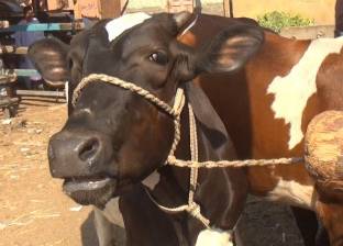 بالفيديو| "جدري الأبقار" يخفض أسعار المواشي.. وتاجر: "شاربة ستروكس"