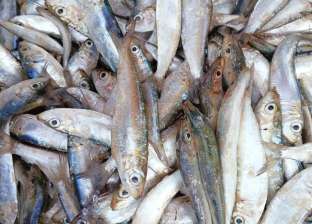 إقبال كبير على شراء سمك «السردينا» بأسواق شمال سيناء