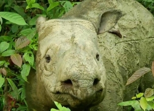 انقرض وحيد القرن "سومطرة" بعد نفوق "إيمان"