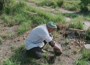 زراعة أشجار مثمرة بـ«دير مواس» ضمن مبادرة «100 مليون شجرة» في المنيا