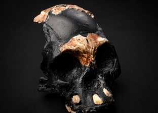 اكتشاف أحفورية لطفل من أشباه البشر بجنوب أفريقيا.. عمرها 250 ألف عام