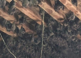 رعب بين أهالي سمالوط بعد ظهور خفافيش تخرج بأعداد كبيرة من منزل مهجور