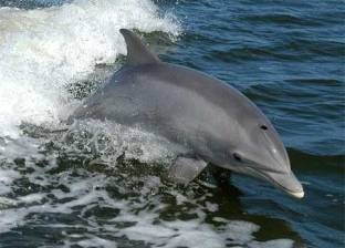 البيئة: تغريم المركب "شاكيرا" 5 آلاف جنيه لمطاردة الدلافين في الغردقة