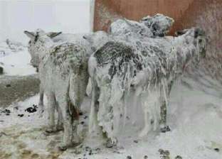 تجمد الحيوانات في تركيا بسبب العاصفة الثلجية هبة «صور»