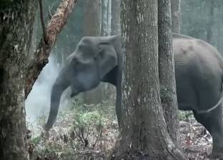 بالفيديو| تعرف على قصة الفيل المدخن الذي حير العلماء