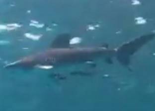 صائد سمكة القرش النادرة "بهلول": كانت ميتة واشتراها تاجرا بسوق العبور