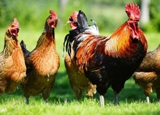 علماء يطورون دجاج معدل جينيا لمكافحة الإنفلونزا