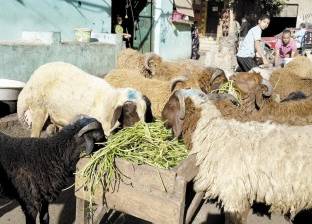 "اختار أبو عيون لامعة".. تعرف على نصائح "الزراعة" لشراء خروف العيد