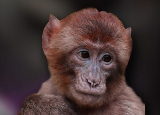 شبكة عالمية تعذب القرود مقابل المال.. ما العقوبة؟