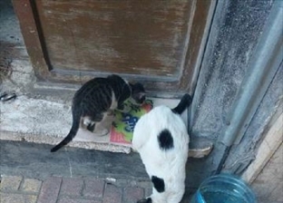 «إيمان» تسخر نفسها لخدمة قطط الشارع: بعملهم أكل كل يوم