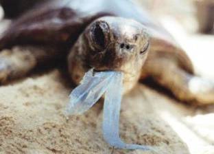 الأكياس البلاستيك تقتل مليون كائن بحرى سنوياً