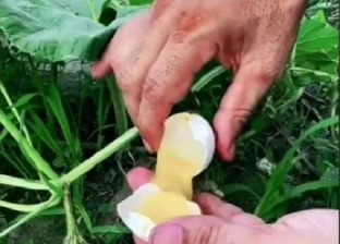 سر خدعة زراعة البيض في الصين: 10 فيديوهات حققت 16 مليون مشاهدة