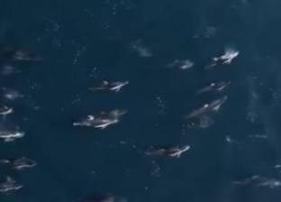 بالفيديو| لقطات مذهلة لدلافين تجبر حوتا على الغوص بدافع اللهو