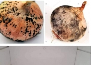 خبير زراعي يكشف حقيقة الفطر الأسود في البصل: جراثيم غير مقلقة
