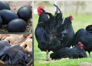 الدجاج الأغلى في العالم «قاهر كورونا»: لحمه أسود وسعره 39 ألف جنيه