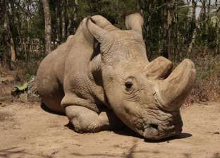 بالفيديو| خطوات تحنيط "زيزي" آخر أنثى وحيد القرن في حديقة الحيوان