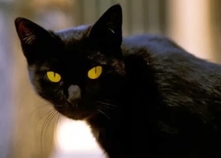 اندلعت النيران بقدومه.. فيديو مرعب لـ«قط أسود» يثير الجدل: ده جن؟