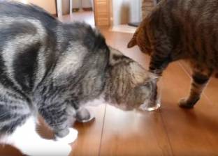 بالفيديو| طريقة لمعرفة القط "أيمن" أم "أعسر"