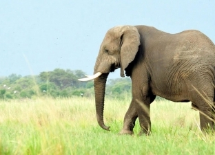 فيديو.. الحظ ينقذ فيلا من أنياب "لبؤة"