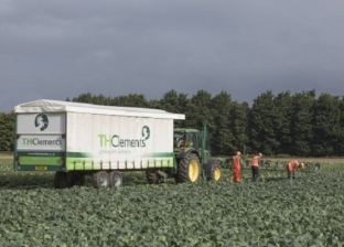 مزرعة بريطانية تبحث عن عمال لجمع الكرنب مقابل 1.3 مليون جنيه سنويا.. وظيفة الأحلام