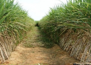 فوائد كبيرة لزراعة قصب السكر.. منها عوائد اقتصادية وتحلية التربة