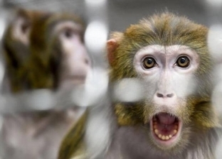 طبيب عن اكتشاف أول إصابة بفيروس جدري القرود: ينتقل بالتلامس