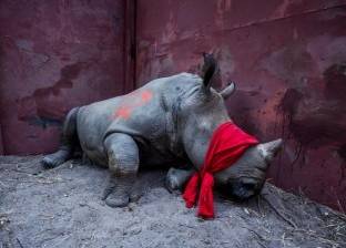 بالصور| وحيد القرن الحزين.. الحياة البرية بشكل آخر