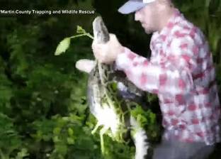 بالفيديو| رجل ينقذ تمساحا من بين فكي أفعى ضخمة
