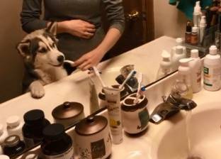 كلبة تغسل أسنانها بـ"المعجون"