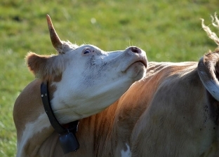«حالة وحيدة».. بيطرية توضح كيف ينتقل «جنون البقر» من الحيوان للإنسان