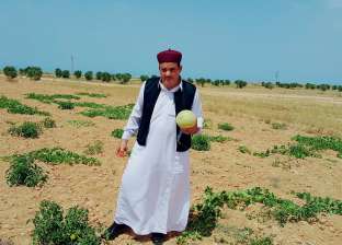 8 معلومات عن الزراعة الصحية الآمنة في صحراء مصر الغربية