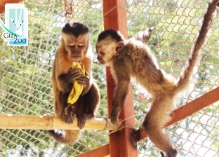 بالصور.. قفص جديد لقرود "الكابوشي" بحديقة حيوان الجيزة
