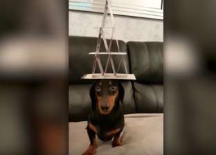 بالفيديو والصور| كلب يحمل أطعمة وكرة فوق رأسه دون أن يهتز
