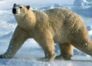روسيا تعلن الطوارئ بسبب غزو الدب القطبي