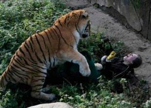 بالصور| "نمر" يهاجم حارسته أثناء إطعامه في حديقة حيوان روسية