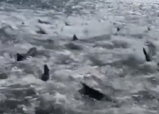 معركة ضخمة بين سمك القرش لتناول الطعم.. صيادون يوثقون المشهد