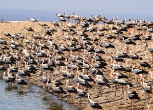 محميات جنوب سيناء تراقب مسارات هجرة الطيور "الحوامة" في الربيع