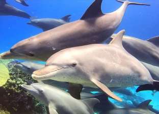 موسم تزاوج الدلافين ينعش الرحلات البحرية بشواطئ الغردقة