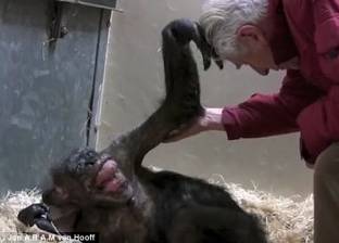 بالصور| لقطات مؤثرة لـ"شمبانزي" تربت على كتف معلمها قبل وفاتها